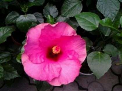 frumosul de la Simona - Hibiscusi si Bougainvillea