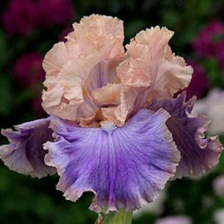 78. Florentine Silk