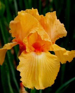 83. Fresno Calypso