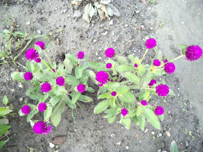 GOMPHRENA