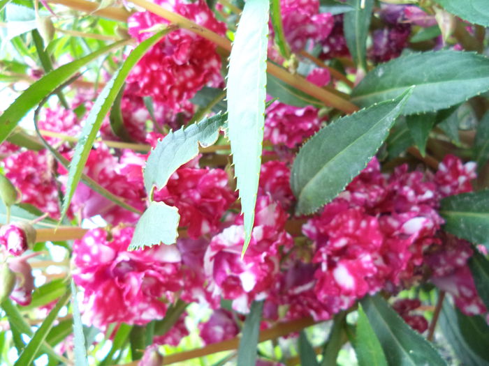 BALSAMINE