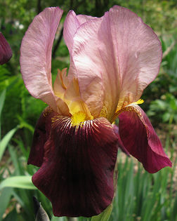 104. Indian Chief - Toti IRISII mei