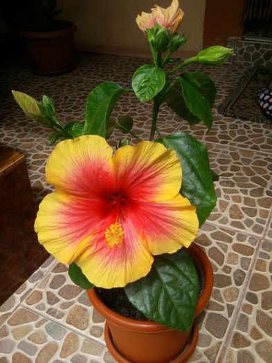 2014-07-12 14.43.05 - Flori
