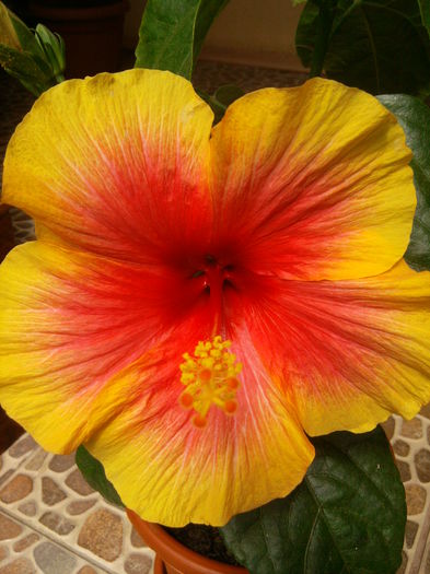 2014-07-12 14.43.18 - Flori