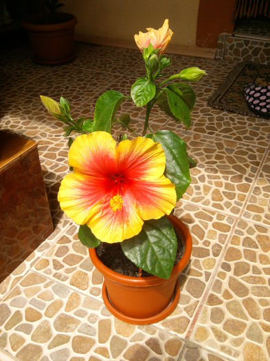 2014-07-12 14.43.30 - Flori