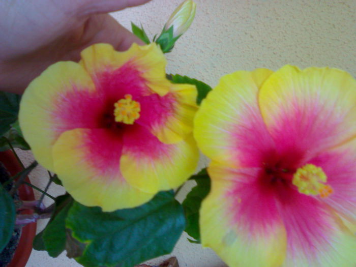06012006252 - Flori