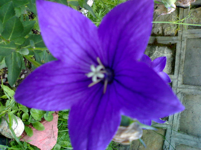 06012006253 - Flori