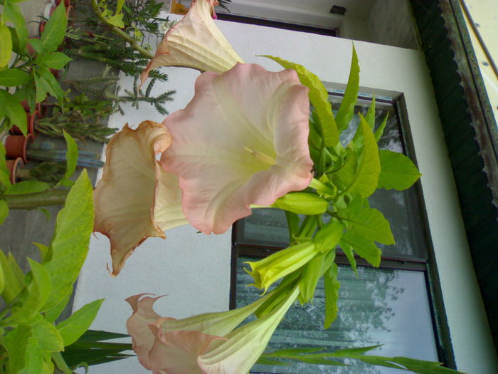 08012006259 - Flori