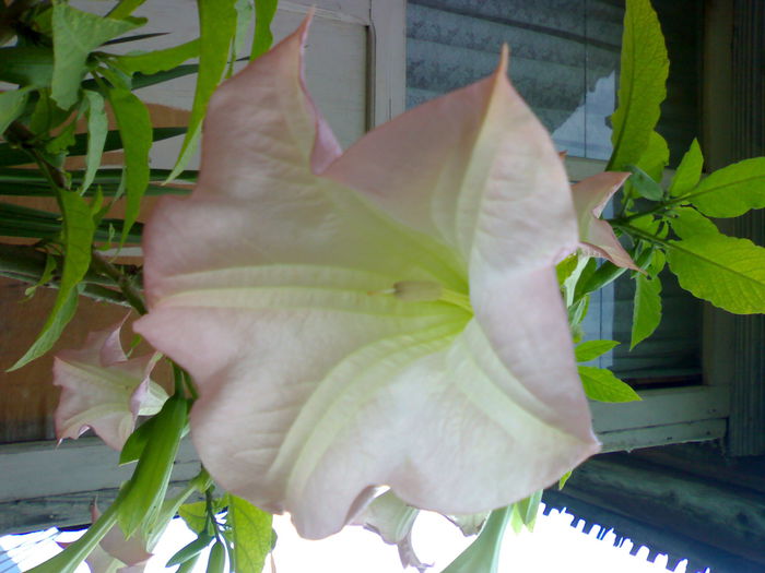 08012006260 - Flori