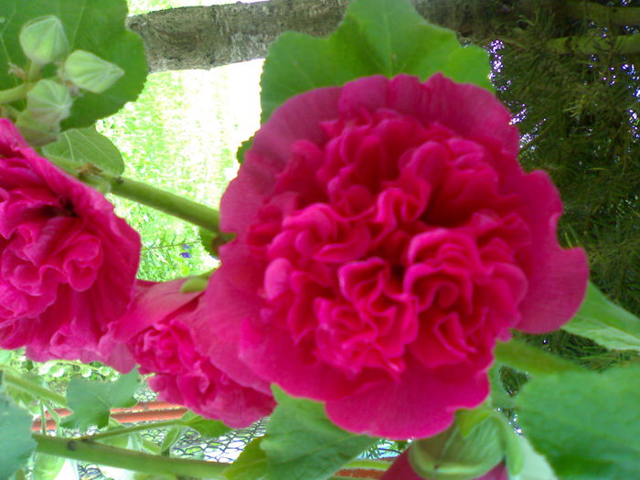 08012006261 - Flori