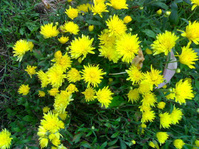 08012006266 - Flori