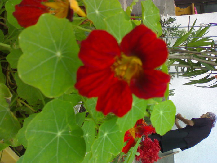 08012006267 - Flori