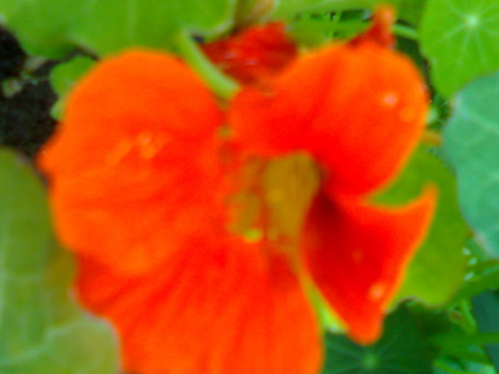 08012006268 - Flori