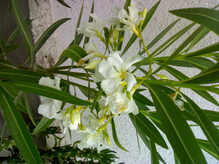 08012006269 - Flori