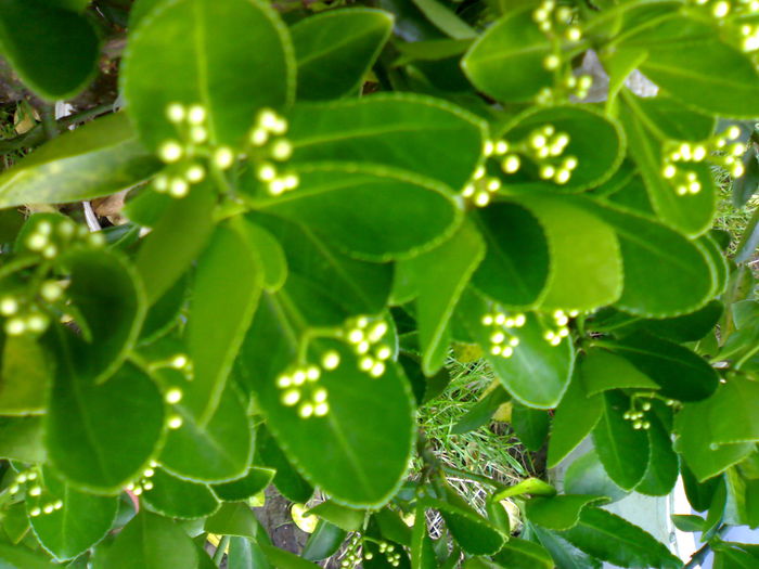 08012006270 - Flori