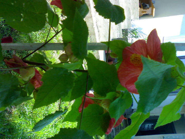 10012006277 - Flori
