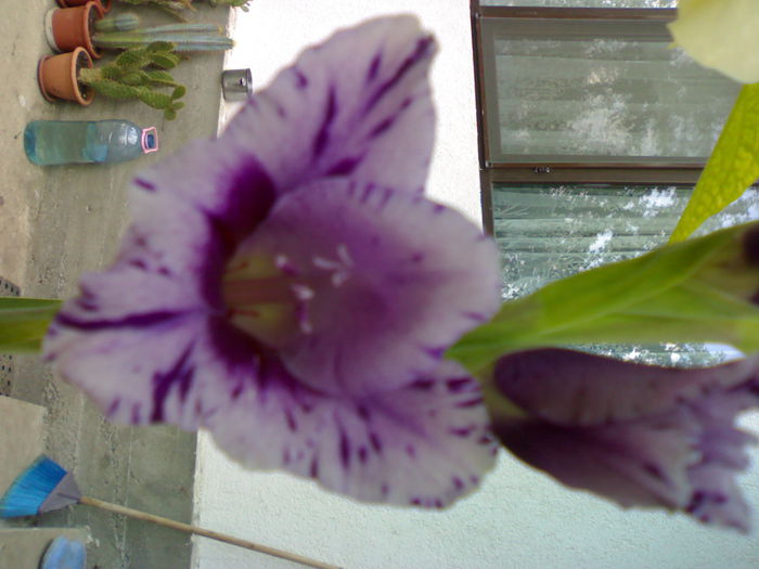 10012006279 - Flori