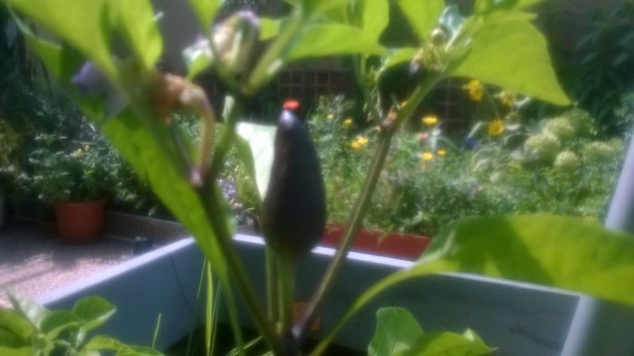 Capsicum - Flori negre din gradina mea