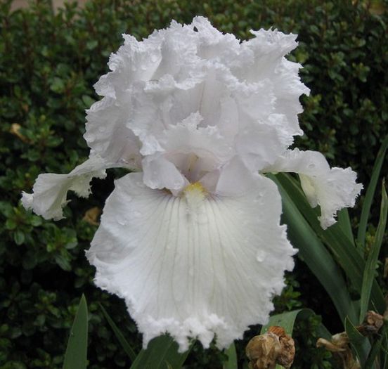 113. Laced Cotton