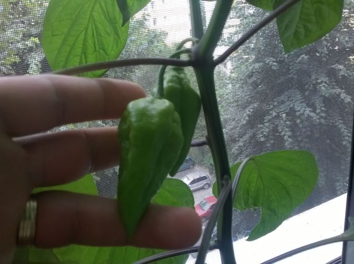 Bhut orange - Bhut jolokia 2014