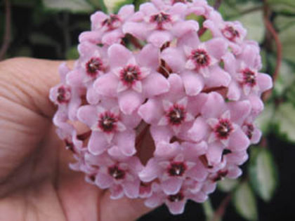 Hoya carnosa karimson princess