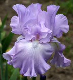130. Mary Frances - Toti IRISII mei