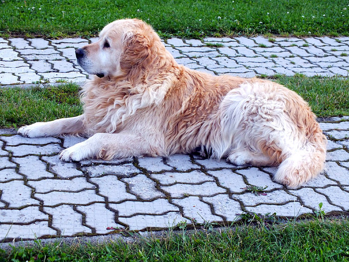 DUK - Golden Retriever.