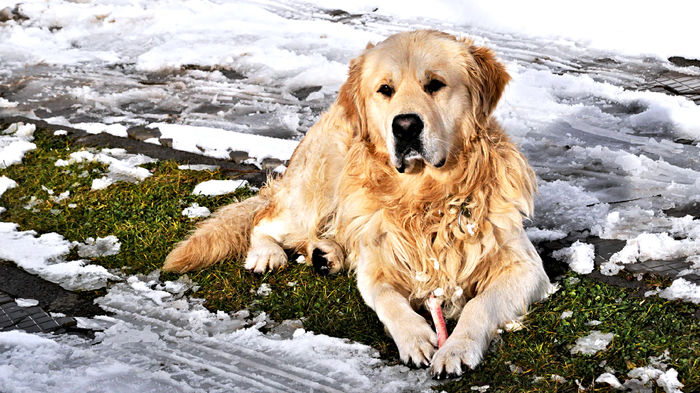 DUK - Golden Retriever.