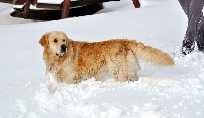 DUK - Golden Retriever. - DIUK printzul curtzii