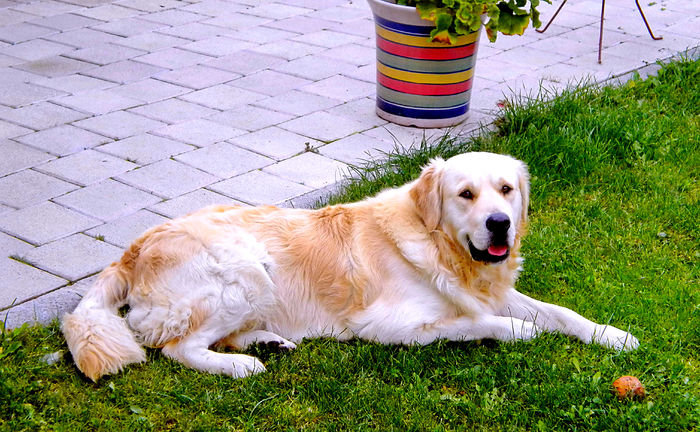 DUK - Golden Retriever. - DIUK printzul curtzii