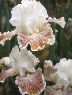 151. Owyhee Desert - Toti IRISII mei