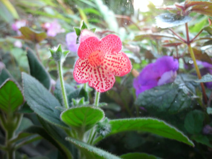  - 2014--1Kohleria