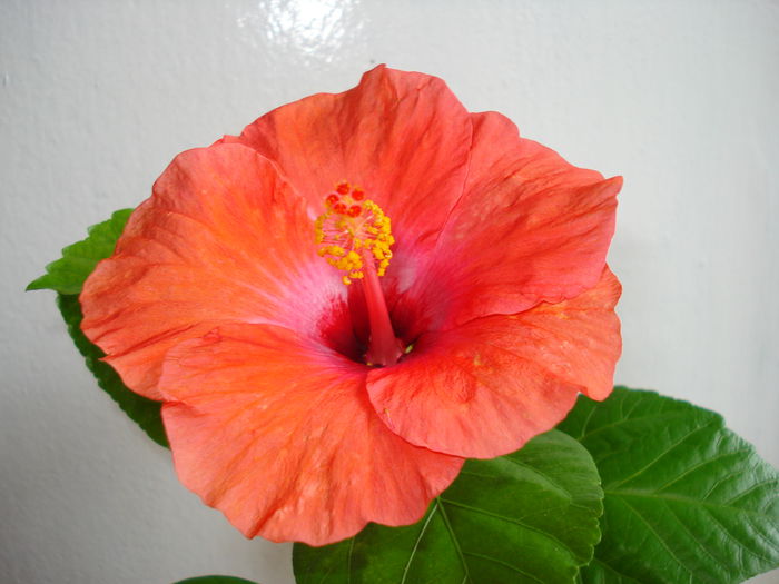 Isabella - HIBISCUS 2014