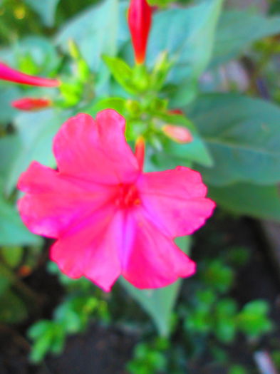 IMG_1232 - GRADINA PE 2014