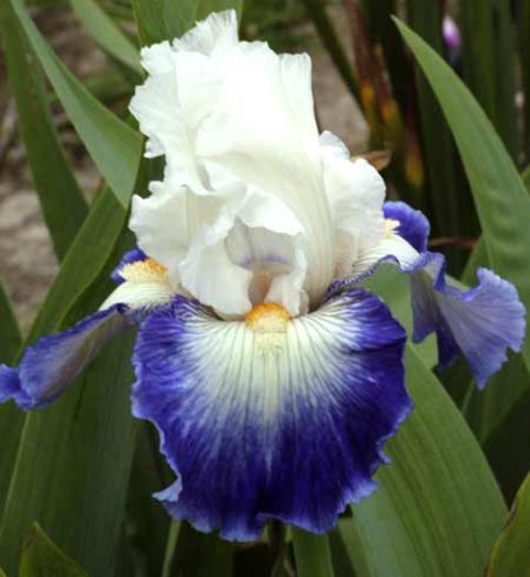 171. Ruban Bleu