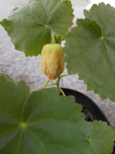 din seminte - Abutilon