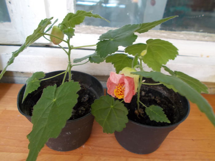 din seminte - Abutilon