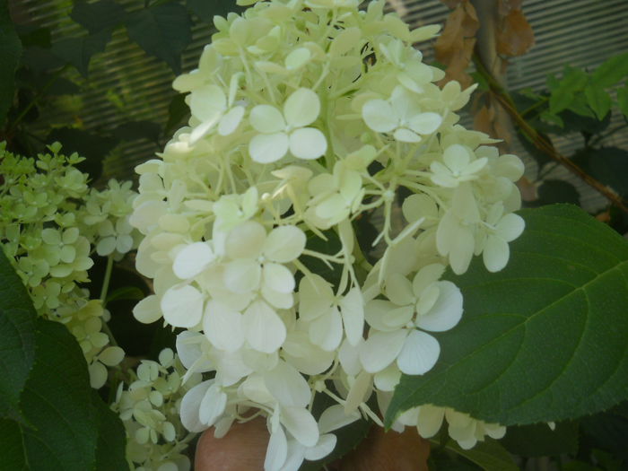 hortensia paniculata limelight