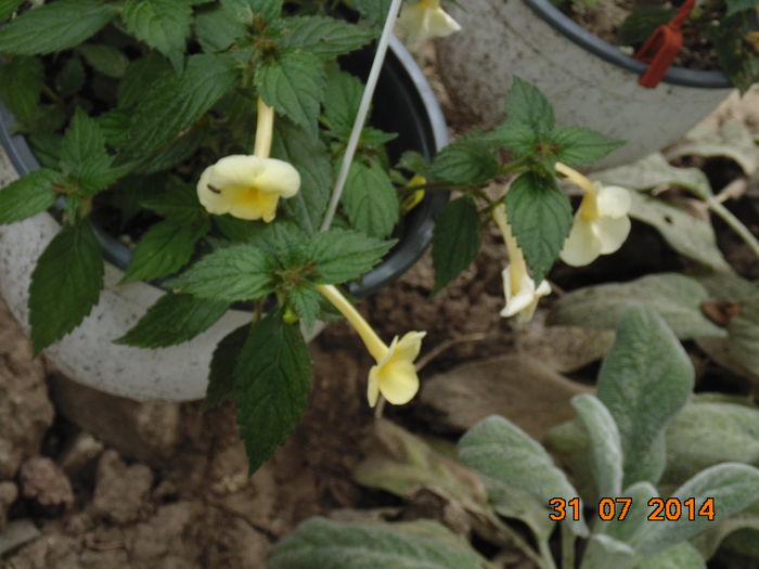 DSC04048 - Florile mele 2