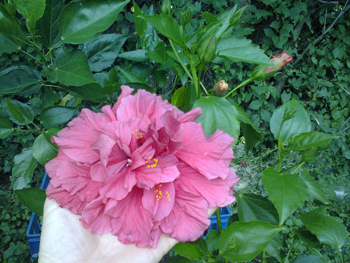  - A-Flori 2014