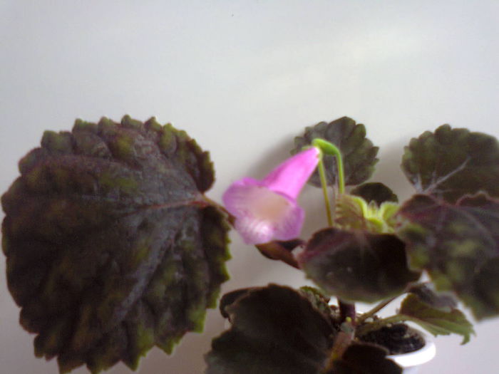 Smithiatha - A-Flori 2014