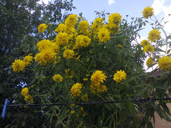  - Gradina 2014