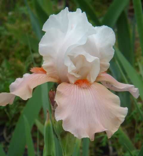 194. Sugar Magnolia