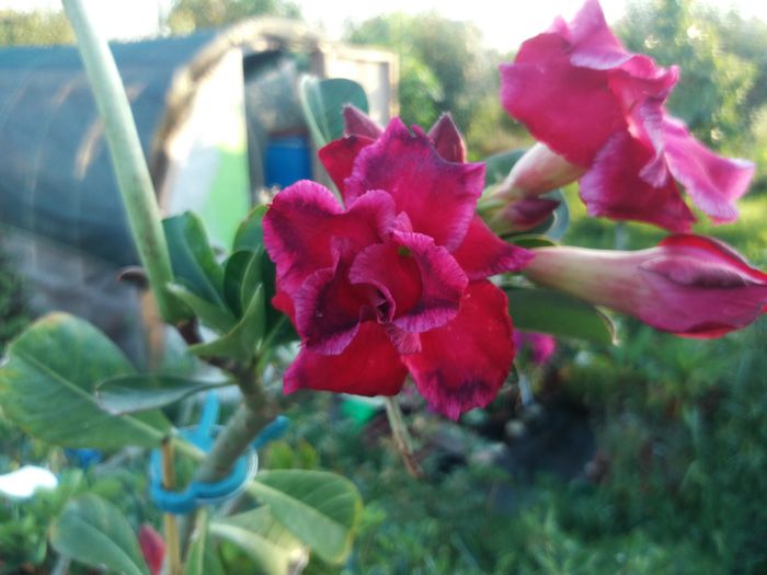  - Adenium - Triple Red Perfume