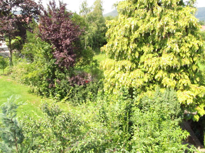  - Diverse 2 - Gradina cu frunze