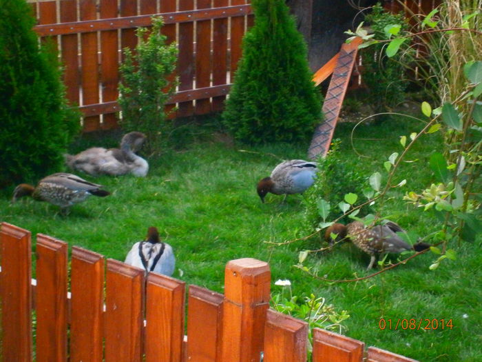 cuibarul deja pregatit de mascul pentru ouat!