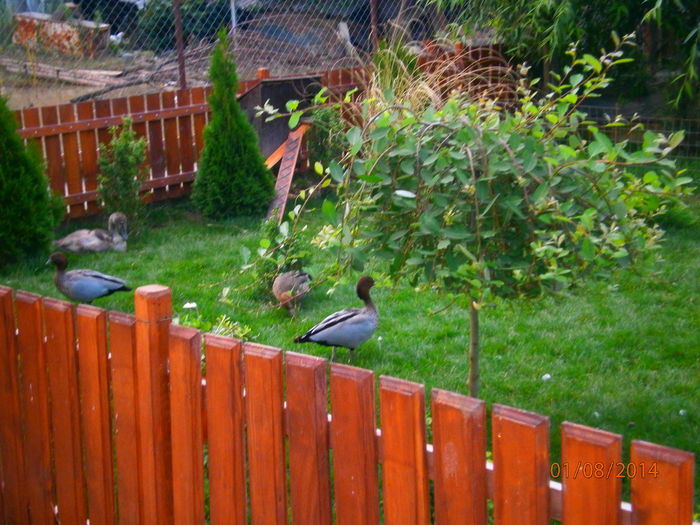 doar chestiune de timp pana apare primul ou