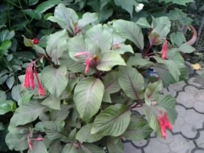 fuchsia ţigaretă