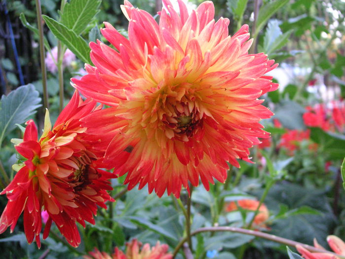 dalie decorativa Procyon