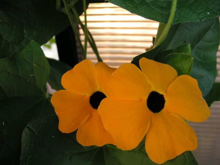 (Thunbergia)